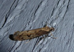 Atomotricha chloronota