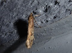 Atomotricha chloronota
