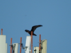 Cathartes aura