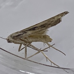 Aphomia sociella