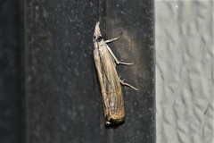 Parapediasia decorellus