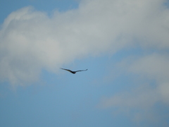 Cathartes aura