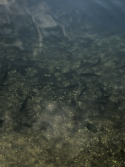 Notemigonus crysoleucas