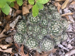 Escobaria missouriensis