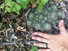 Escobaria missouriensis