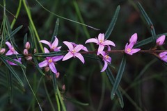 Boronia hapalophylla