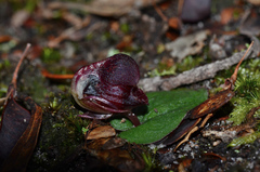 Corybas unguiculatus