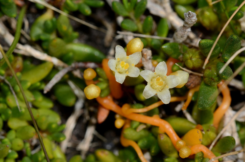 Image of Cuscuta tasmanica by (c) James (Jim) Duggan, some rights reserved (CC BY-SA)