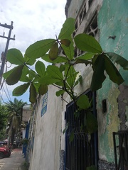 Terminalia catappa