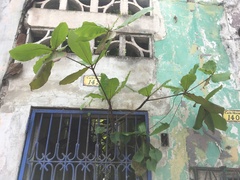 Terminalia catappa