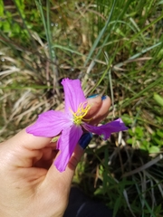 Rhexia cubensis