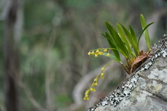 Dendrobium monophyllum