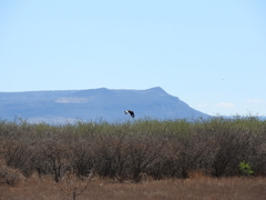 Caracara plancus