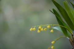 Dendrobium monophyllum