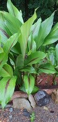 Curcuma