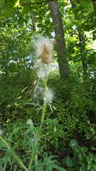 Cirsium vulgare