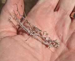 Logfia filaginoides