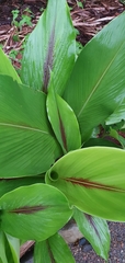 Curcuma