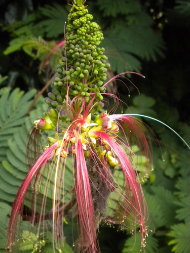 Calliandra calothyrsus