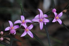Boronia hapalophylla