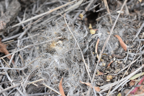 Image of Mammillaria bocasana by (c) P Gonzalez Zamora, some rights reserved (CC BY)
