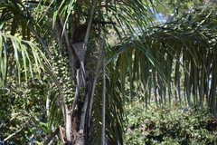 Astrocaryum aculeatum