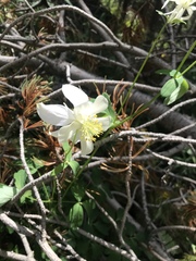 Aquilegia coerulea