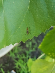 Ptecticus trivittatus