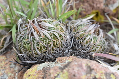Echinofossulocactus phyllacanthus