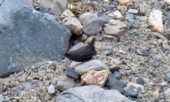 Scytalopus magellanicus