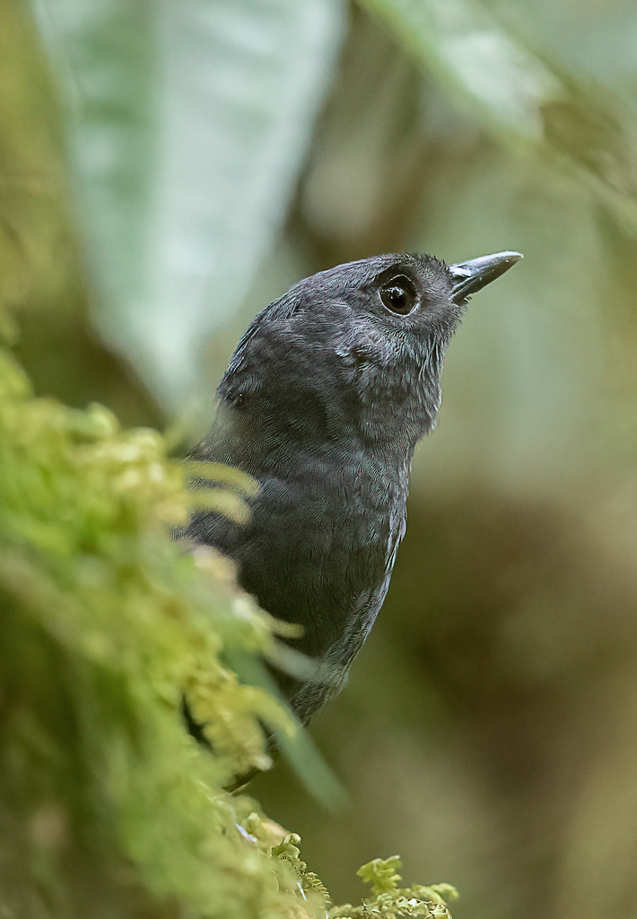 Tatama Tapaculo photo