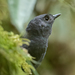 Tapaculo-Dos-Andes-Ocidentais - Photo (c) 
Bruno Conjeaud, alguns direitos reservados (CC BY)