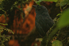 Tatama Tapaculo photo 2