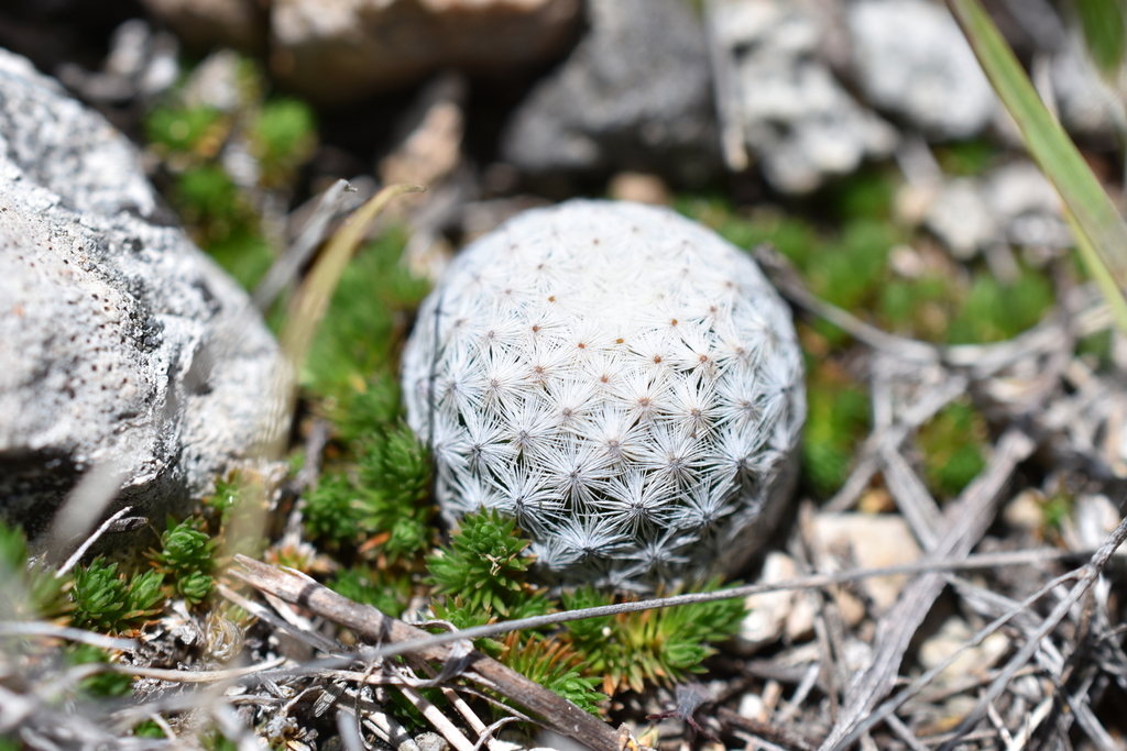Mammillaria albiflora, Guanajuato, MX