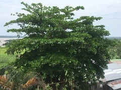 Terminalia catappa