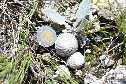 Mammillaria albiflora