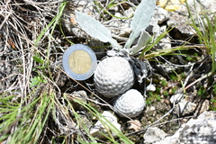 Mammillaria albiflora