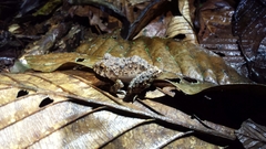 Oreobates quixensis