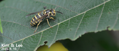Vespula koreensis