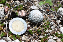 Mammillaria albiflora