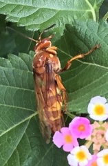 Sphecius convallis