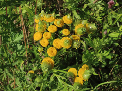 Rhopalomyia tanaceticola