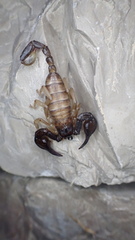 Euscorpius niciensis