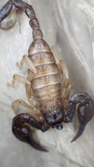 Euscorpius niciensis