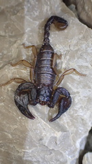 Euscorpius niciensis