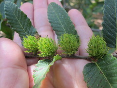 Nothofagus alpina