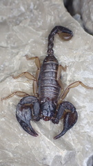 Euscorpius niciensis