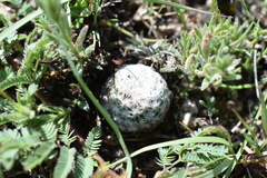 Mammillaria albiflora