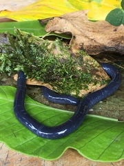 Gymnophiona