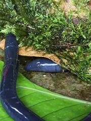 Gymnophiona